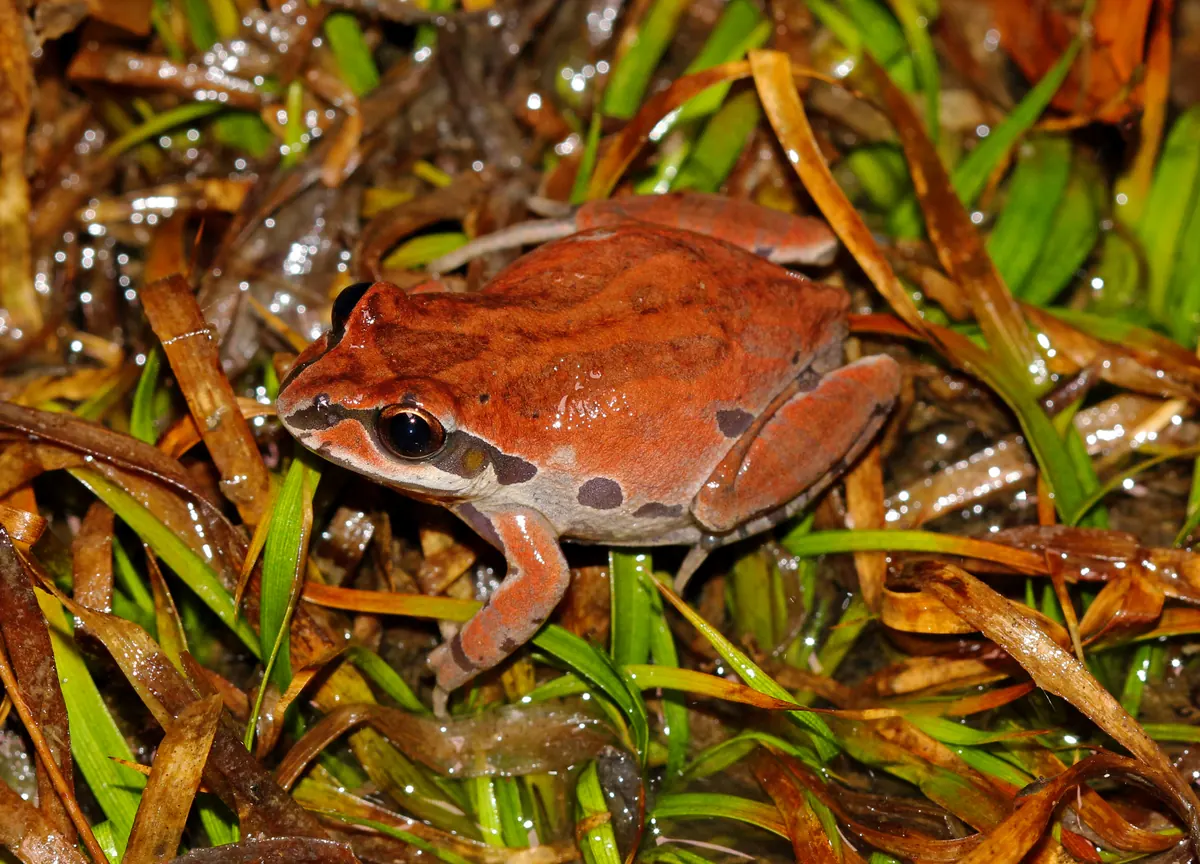 Reddish-brown ornate chorus frog with dark eye mask sitting in wet grass