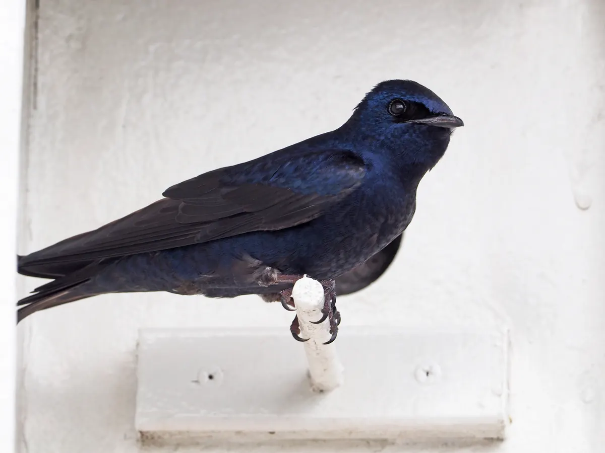 A glossy dark blue-purple male purple martin perched on a white peg at the entrance of a white martin house
