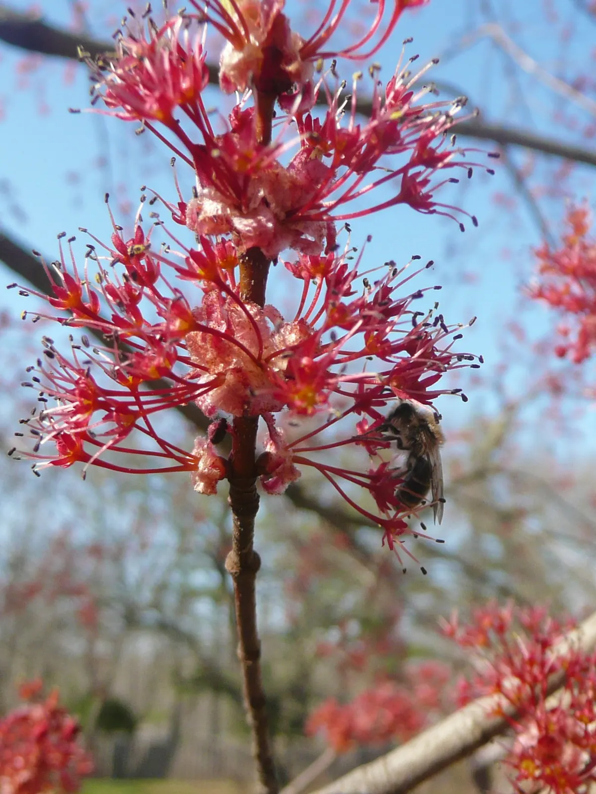 A honey bee working a cluster of small scarlet red maple flowers with long stamens on a leafless twig