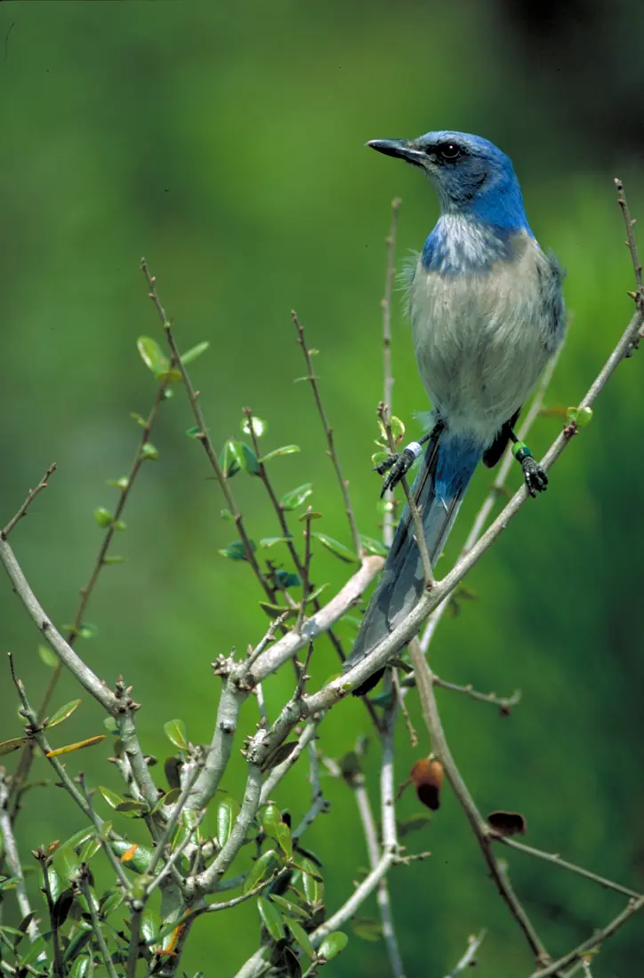 A blue and gray Florida scrub-jay perched on a low branch with a pale gray chest and a blue head and tail