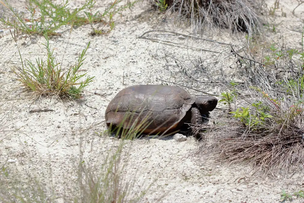 A brown gopher tortoise with a domed shell walking over pale sandy ground with scattered grasses