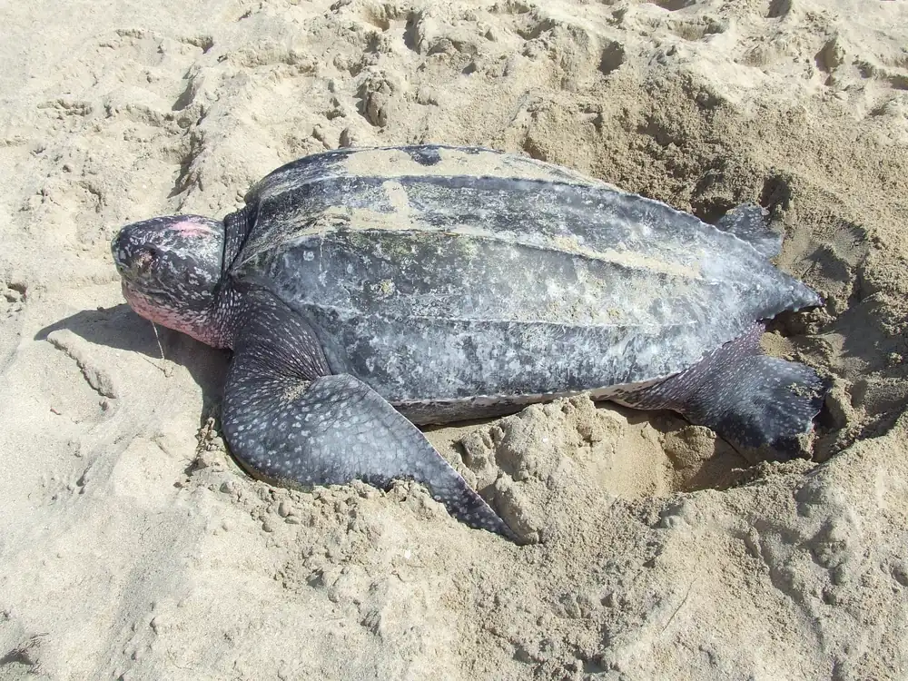 A large dark gray leatherback sea turtle with a rubbery, ridged shell resting in pale beach sand beside a freshly dug nest pit