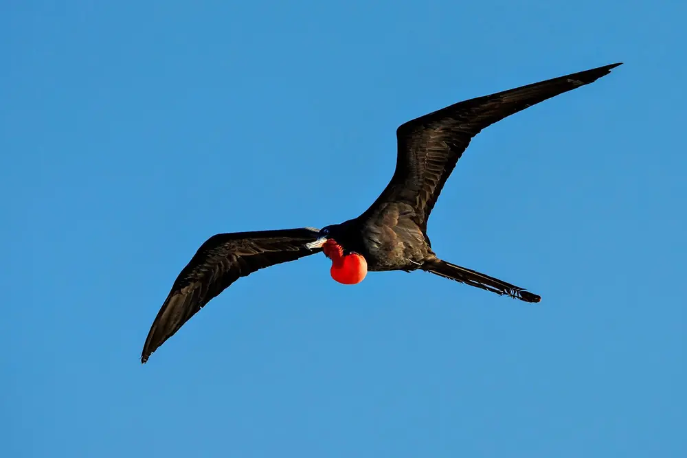 A dark magnificent frigatebird in flight against a blue sky, wings spread wide and a bright red throat pouch inflated