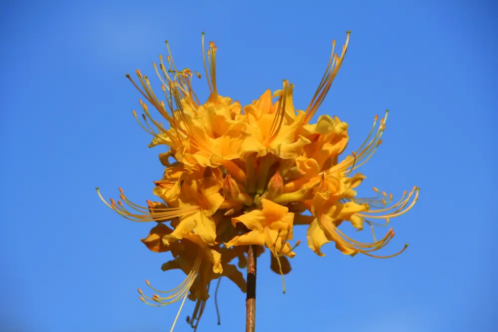A single rounded cluster of bright orange azalea flowers with long curved stamens against a clear blue sky