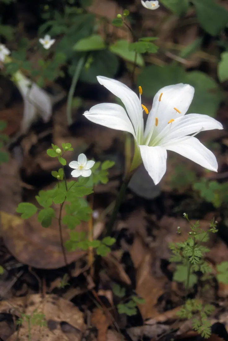 A white six-petaled atamasco lily standing above leaf litter and small white wildflowers on a woodland floor