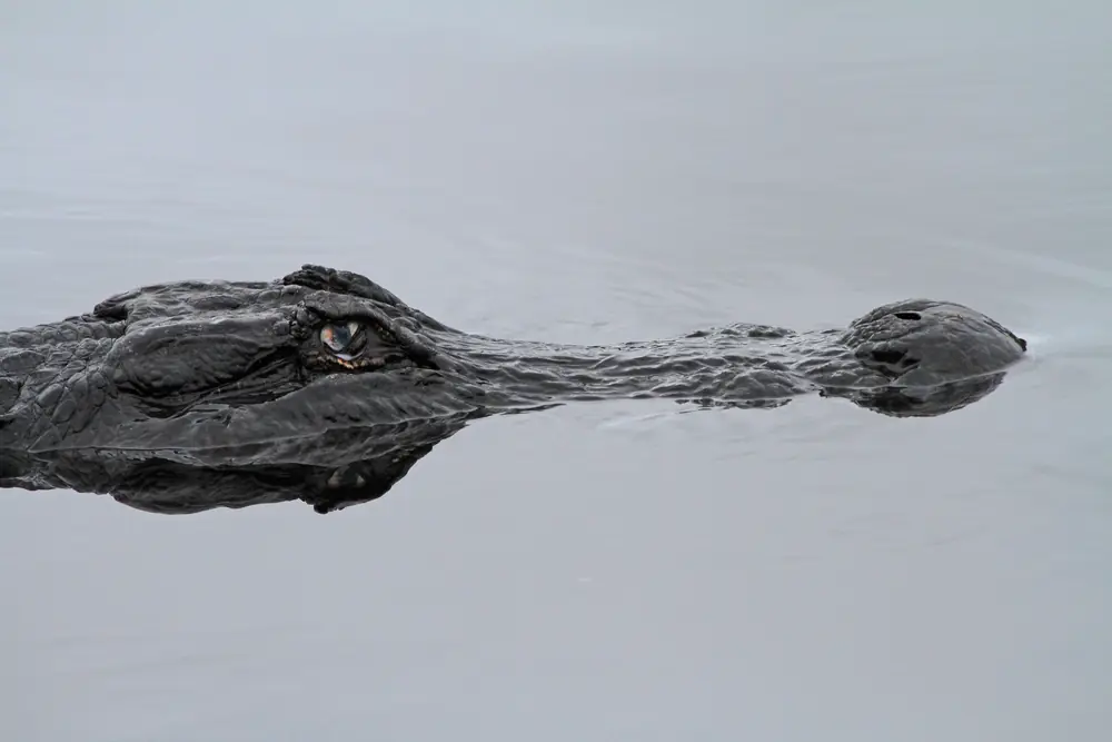 An American alligator with dark scaly skin lying at the edge of the water in the Everglades
