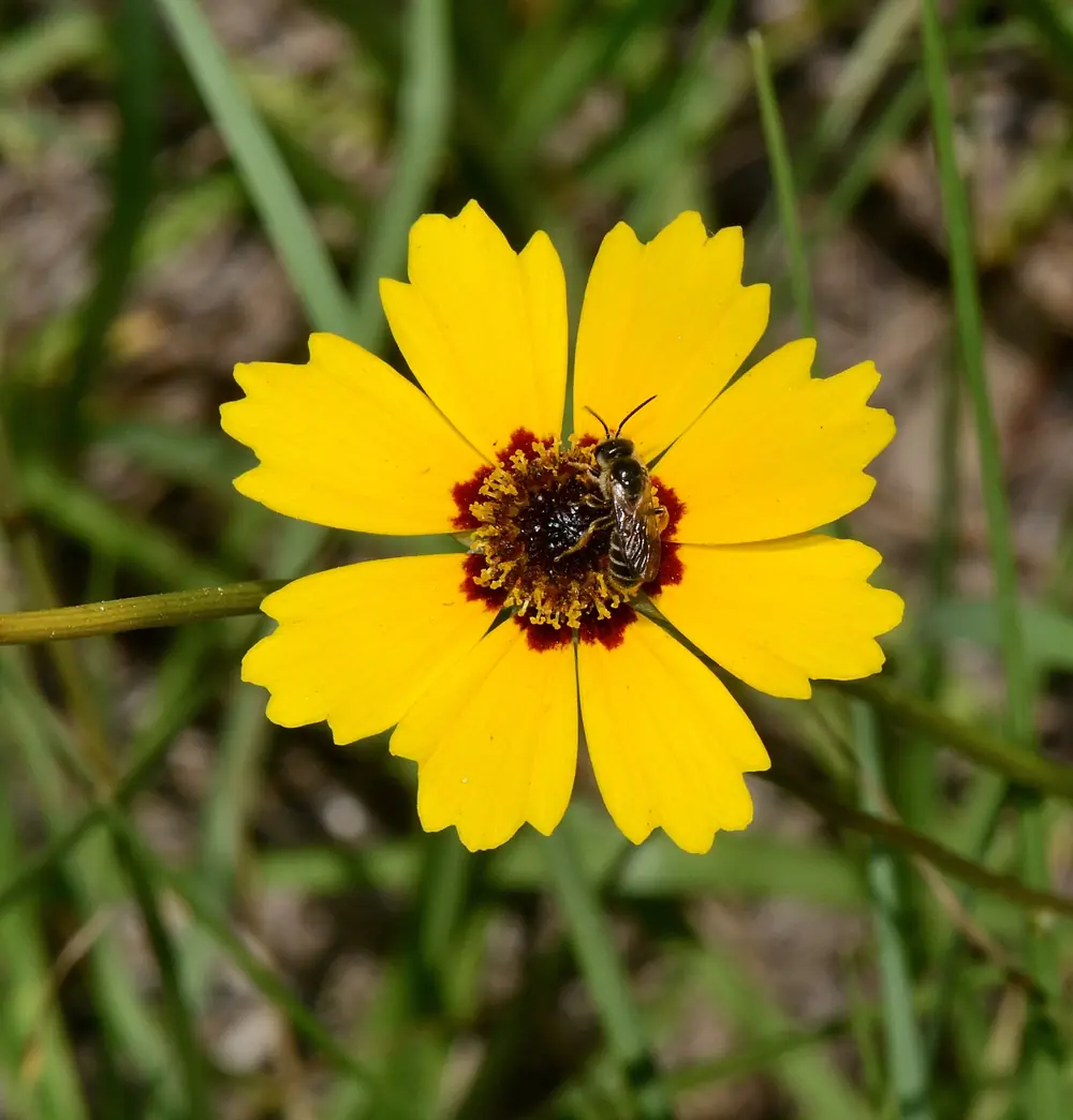 A yellow goldenmane tickseed flower with a dark red center and a small bee on the disk