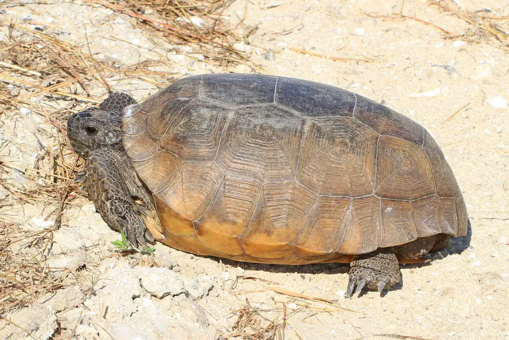 A gopher tortoise with a domed brown shell walking on pale sandy scrub ground