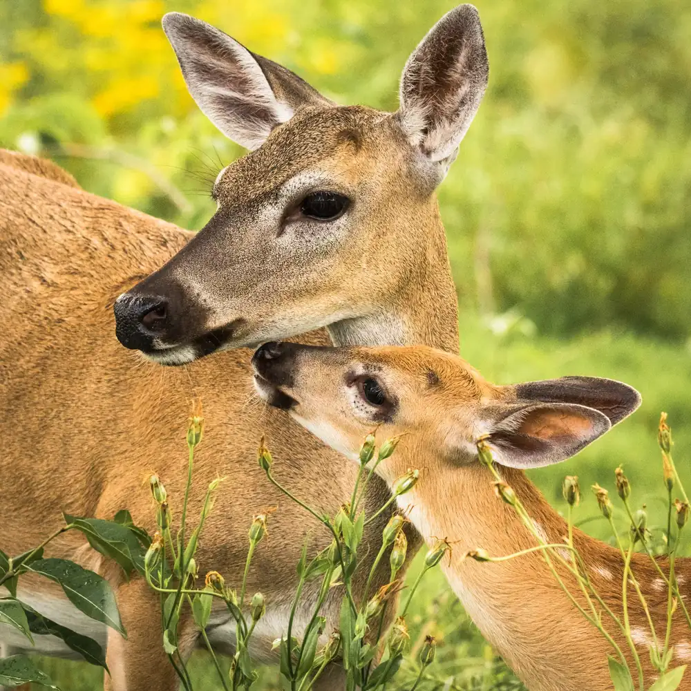 A spotted Key deer fawn nuzzling its mother among low vegetation