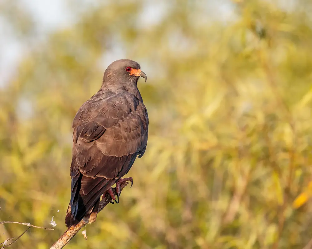 A male Everglade snail kite with slate-gray plumage, red legs and a hooked bill perched on a post