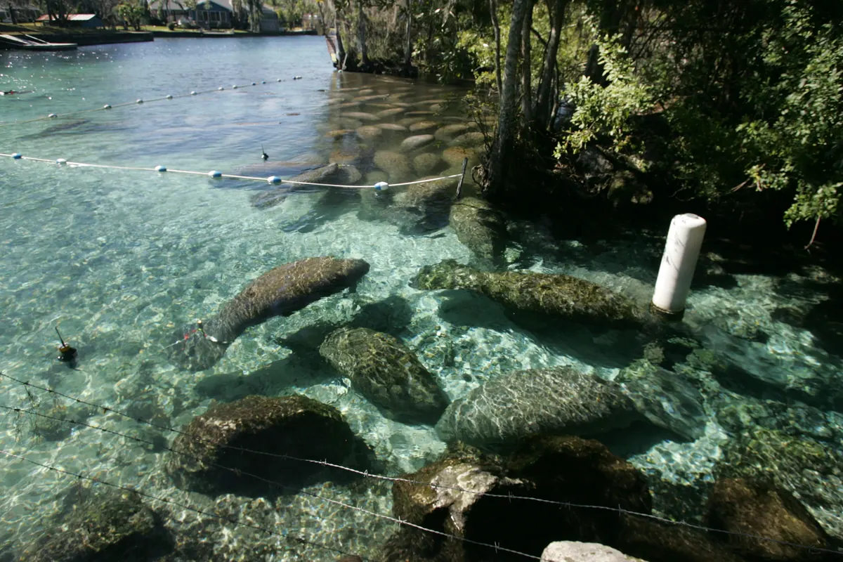 Several manatees lying on the rocky bottom of a shallow, clear spring, with a rope line and a white marker post in the water