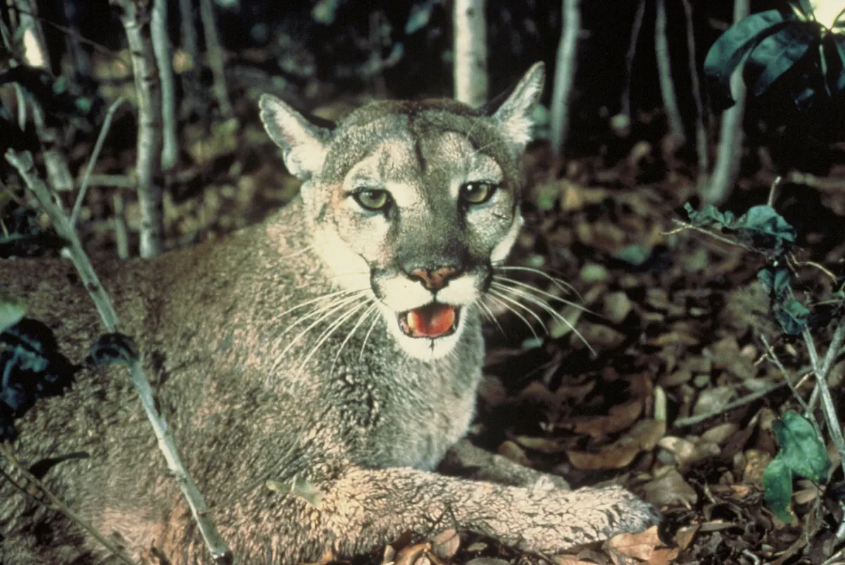 A tawny Florida panther crouched on leaf litter in a dark forest, looking at the camera with its mouth open
