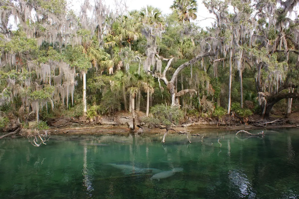 Two manatees resting in clear turquoise spring water below a bank of cabbage palms and live oaks hung with Spanish moss