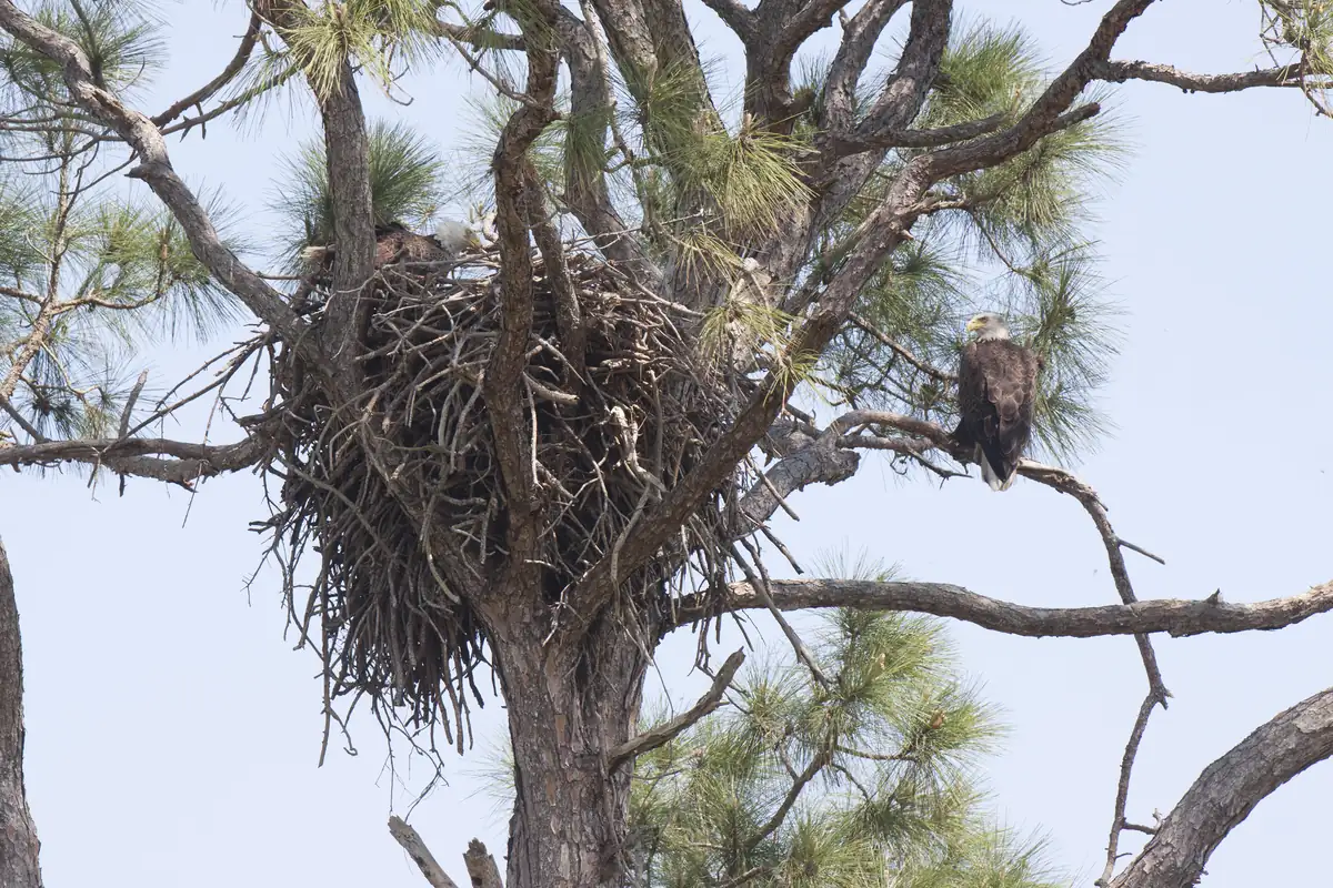 A large stick nest in the fork of a pine, with one bald eagle inside the nest and a second perched on a branch beside it