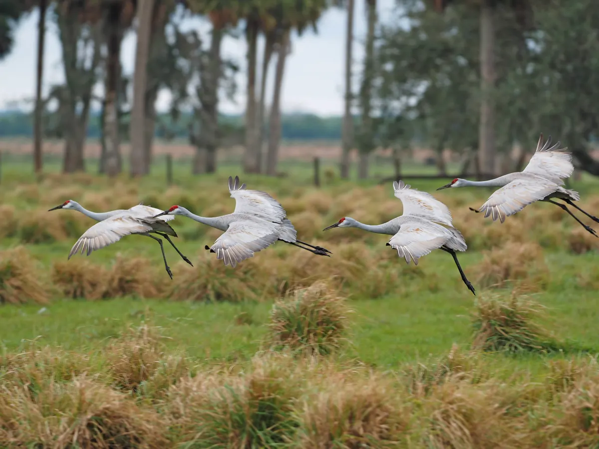 Four gray sandhill cranes with red crowns flying low over a grassy pasture with palms behind