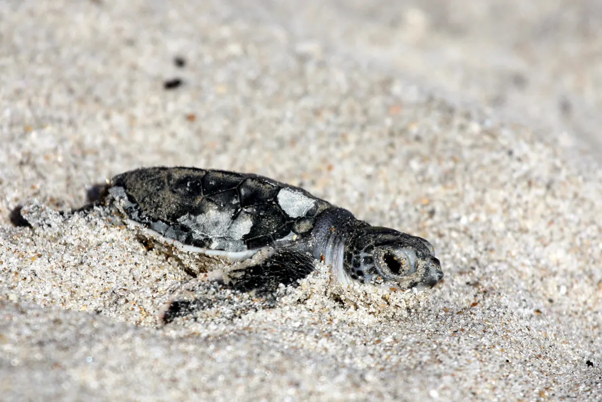 A green sea turtle hatchling, dark with pale-edged scutes, crawling across pale sand