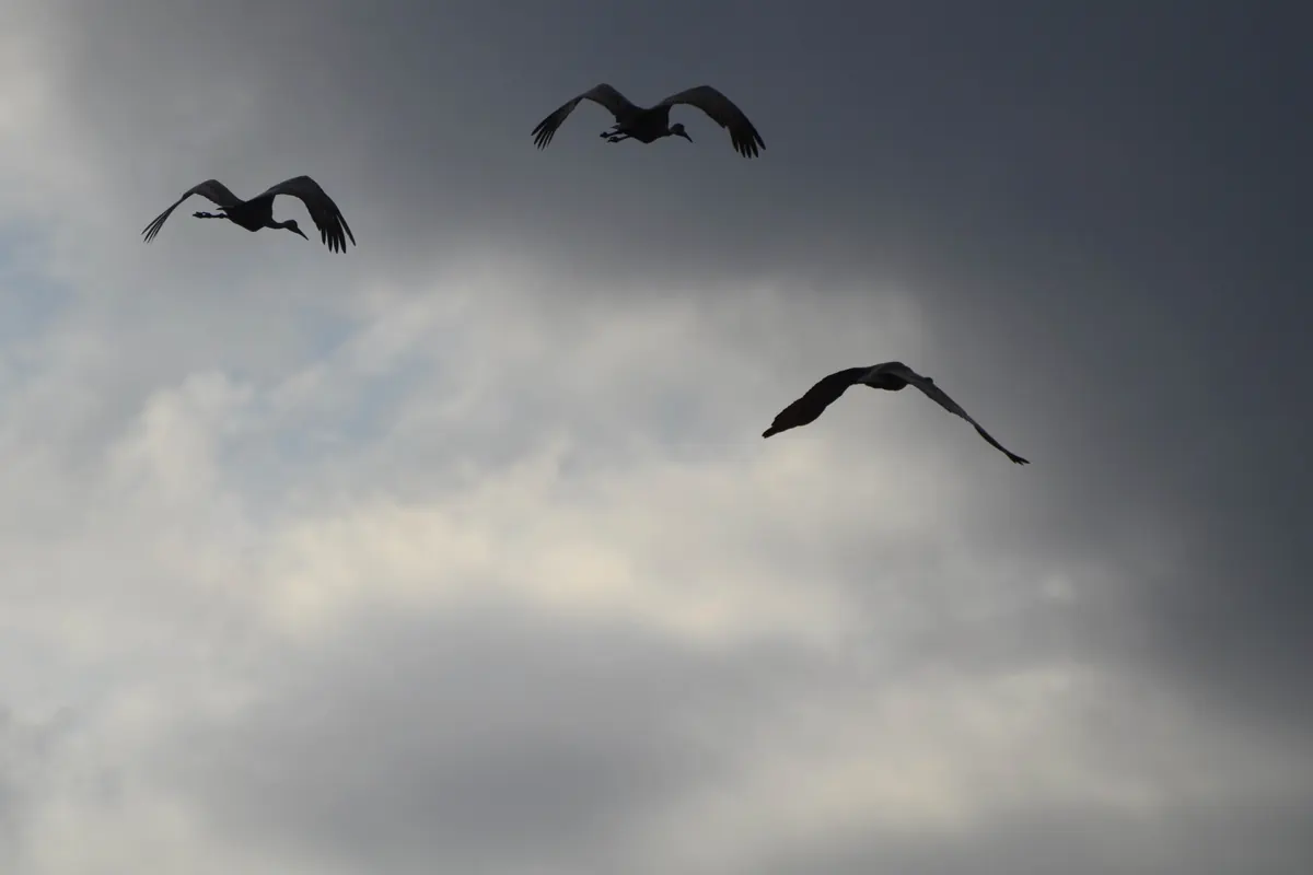 Three sandhill cranes flying in silhouette against a gray, cloudy sky