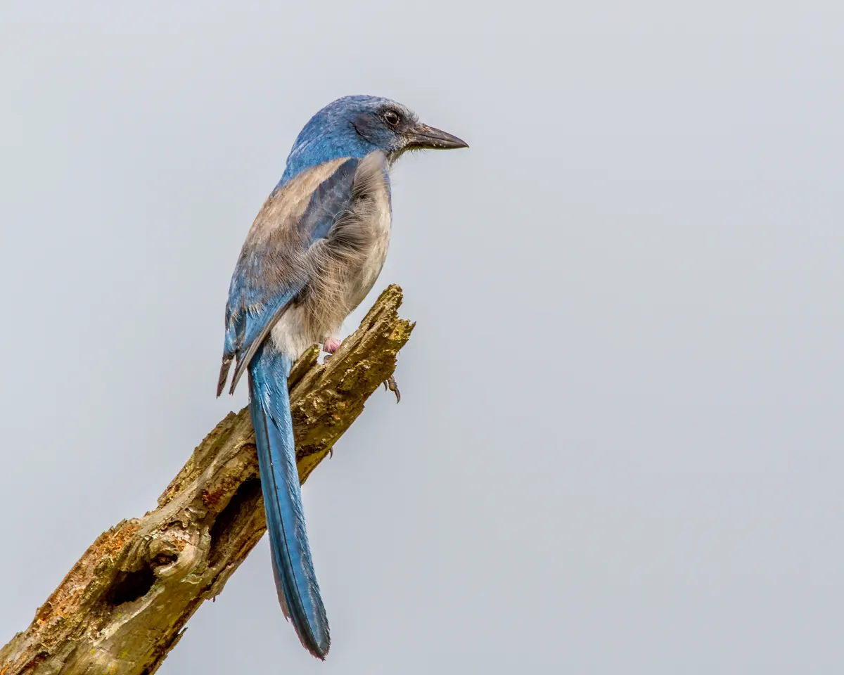 A Florida scrub-jay, blue with a gray back, perched on a bare branch against a gray sky
