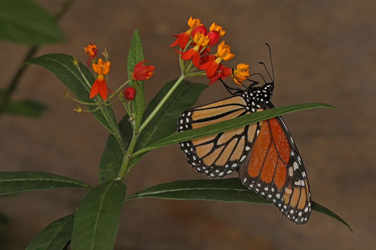 A monarch butterfly with folded wings feeding on orange and red milkweed flowers