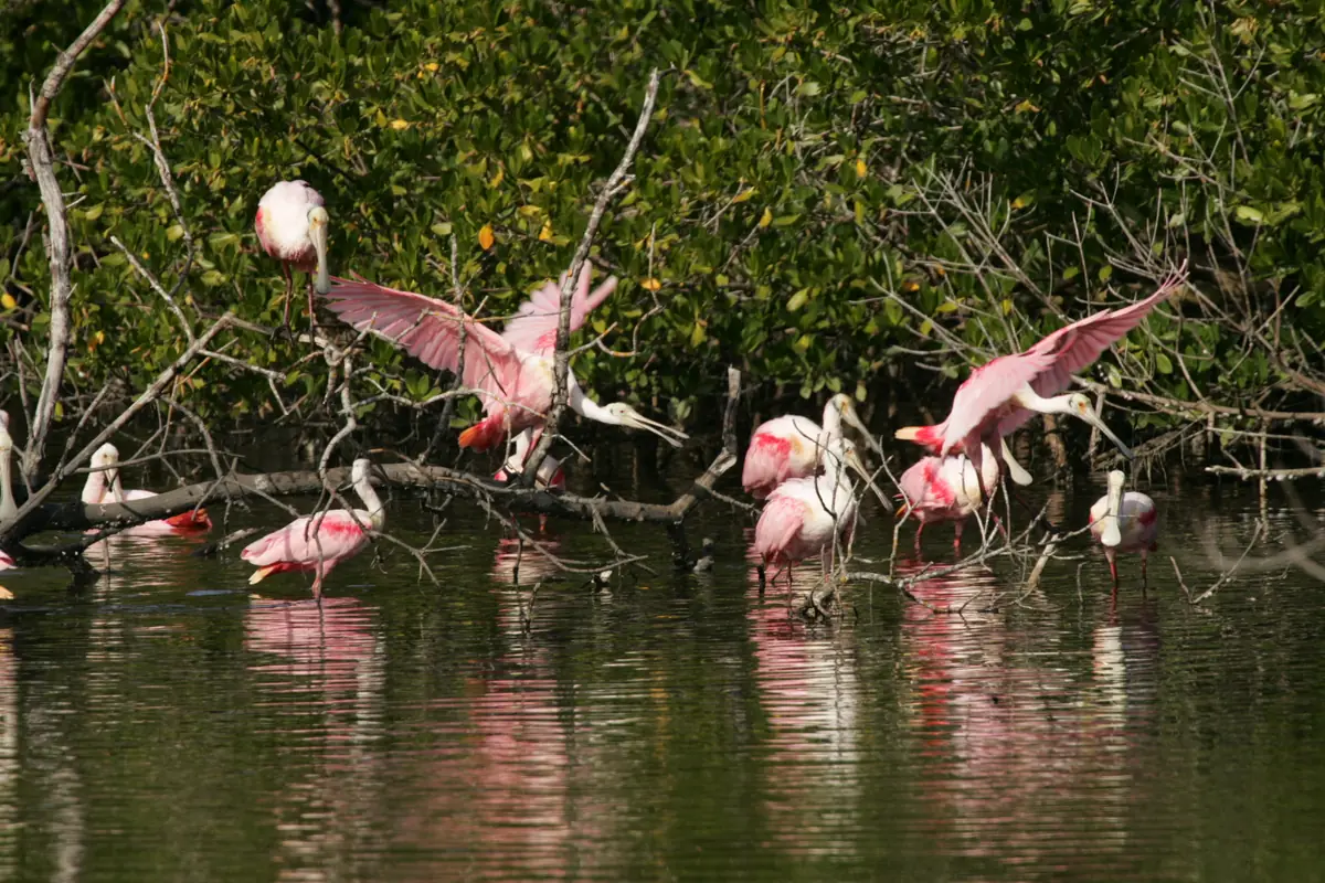 A flock of pink roseate spoonbills landing and wading among mangrove branches