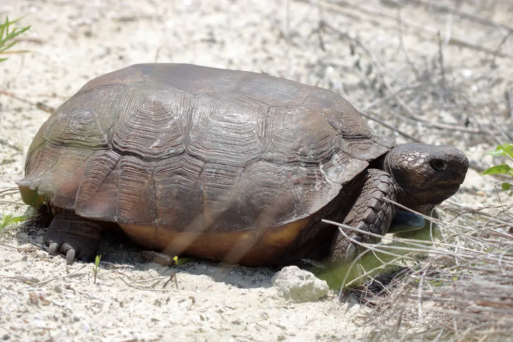 A gopher tortoise with a domed brown shell walking on sandy ground among low plants