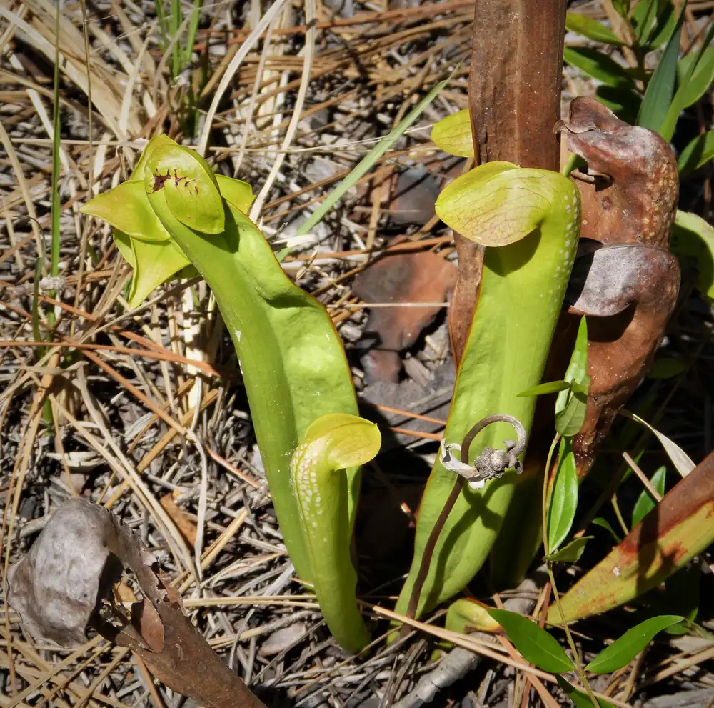 A hooded pitcher plant with curved green tubes and translucent patches growing in an Okefenokee wet prairie
