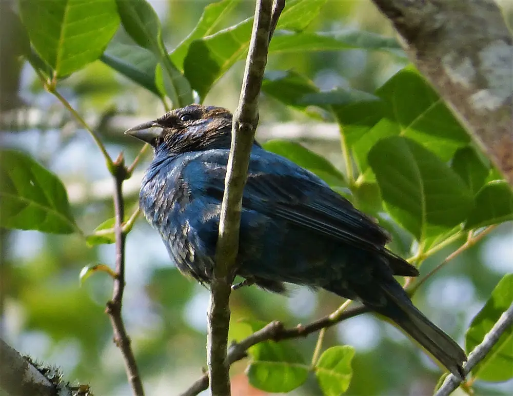 A deep blue male indigo bunting perched in the open near Folkston, Georgia