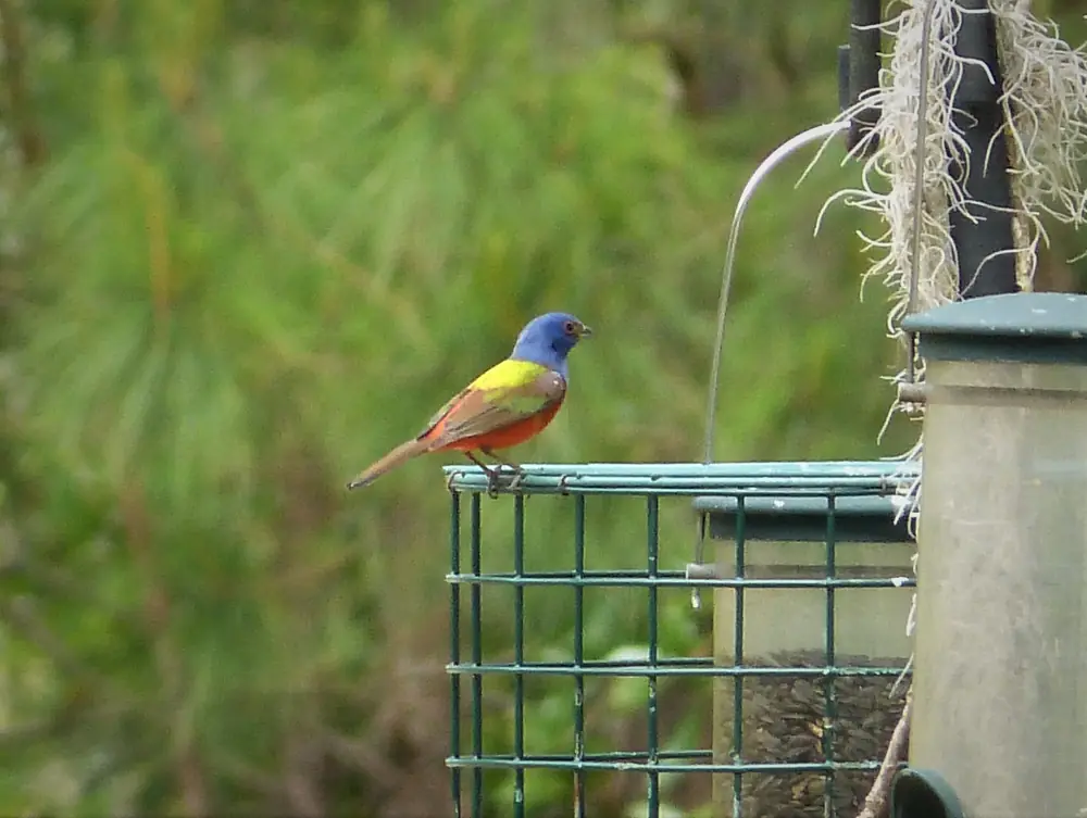 A male painted bunting with a blue head, red underparts and green back perched in coastal Georgia scrub