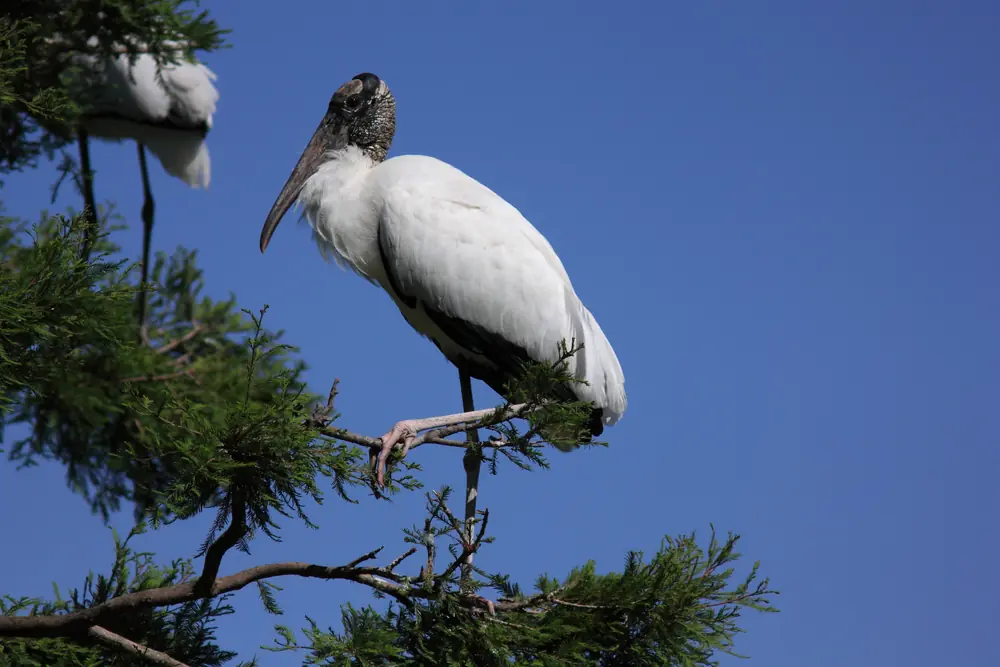 A wood stork with a dark bald head and heavy bill perched on a branch at Harris Neck National Wildlife Refuge