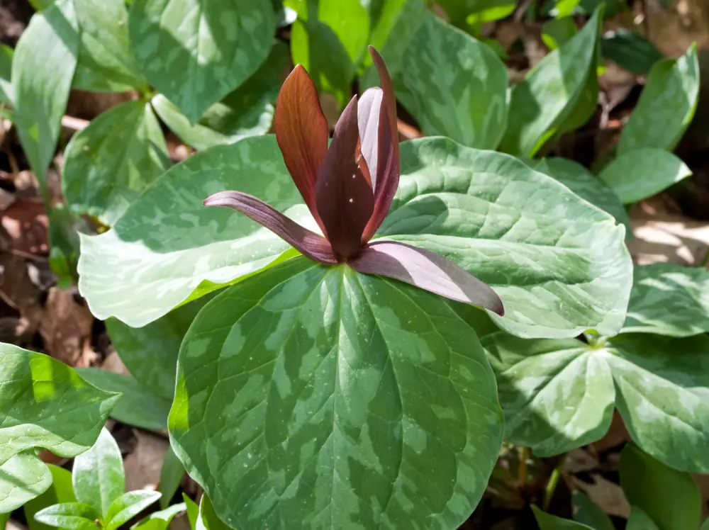 A toadshade trillium with dark maroon upright petals above mottled green leaves on a forest floor