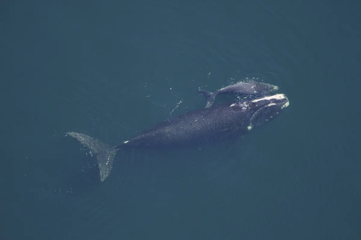 Aerial view of a dark North Atlantic right whale swimming at the surface of blue-green water with a much smaller calf pressed against her head