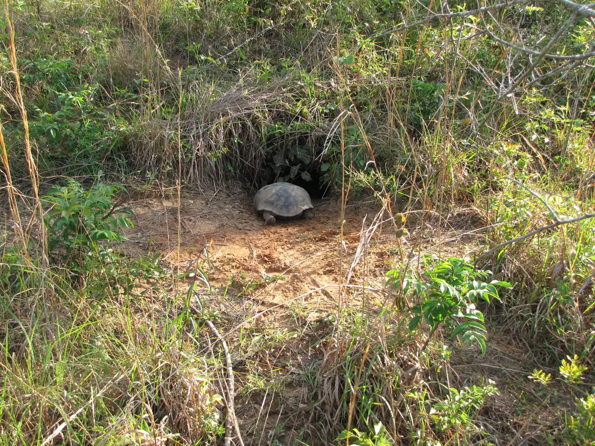 A gopher tortoise resting on a bare apron of sandy soil at the dark mouth of its burrow, surrounded by dry grass and low shrubs