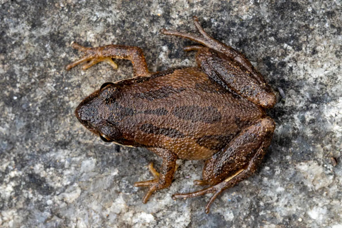 A small brown frog with darker stripes down its back, seen from above on gray rock