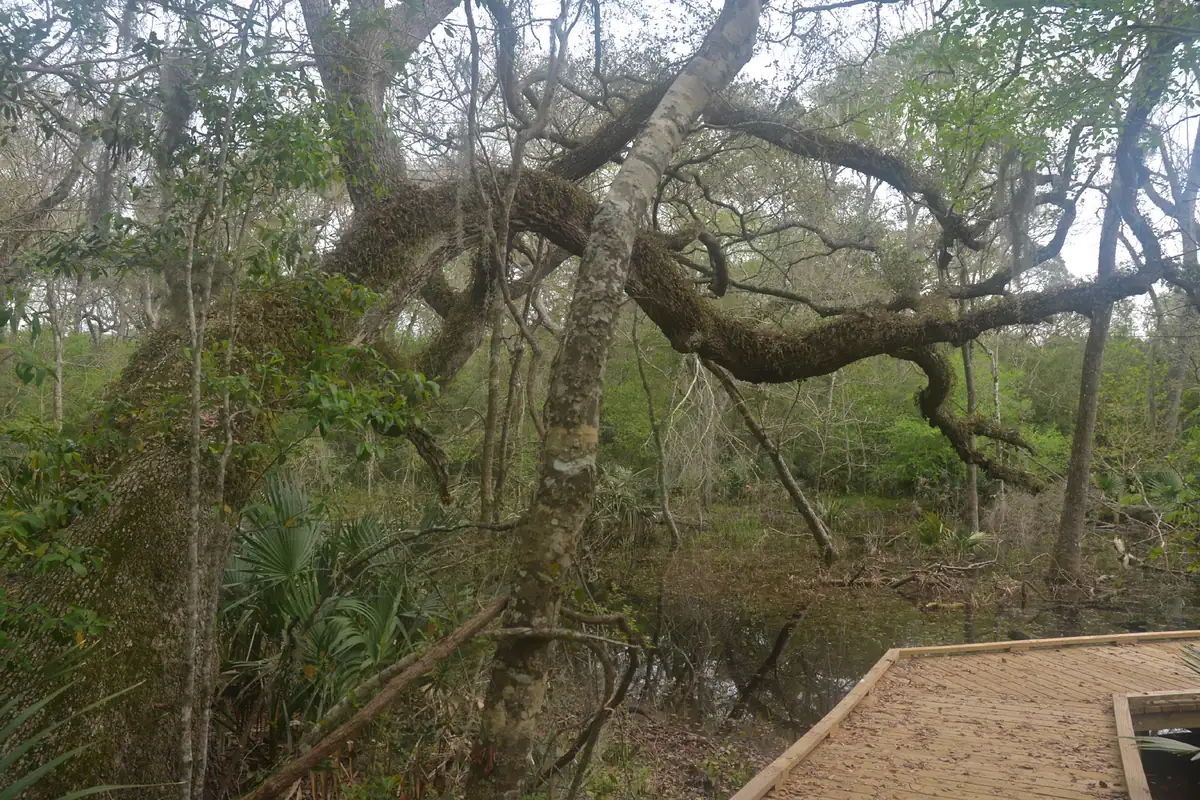 A sprawling live oak with long, low limbs coated in fern and moss, arching over a dark swamp beside a wooden boardwalk