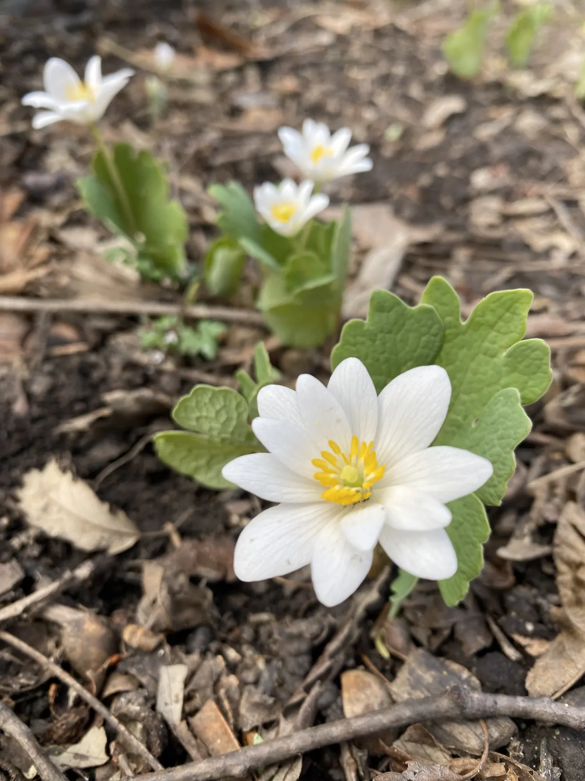 A white bloodroot flower with many narrow petals and a yellow center beside a scalloped gray-green leaf on bare brown forest soil