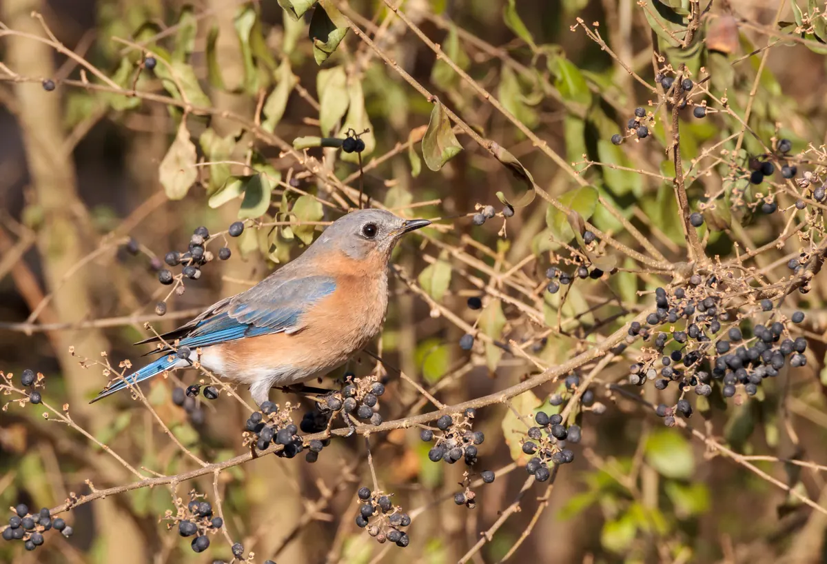 A female eastern bluebird with gray-blue back, blue wings and tail and an orange breast perched among bare twigs hung with dark berries