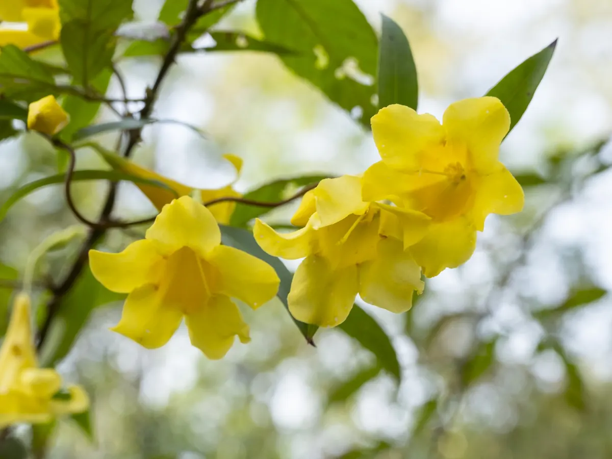 Bright yellow trumpet-shaped Carolina jessamine flowers hanging from a thin vine with narrow glossy green leaves against a pale blurred background