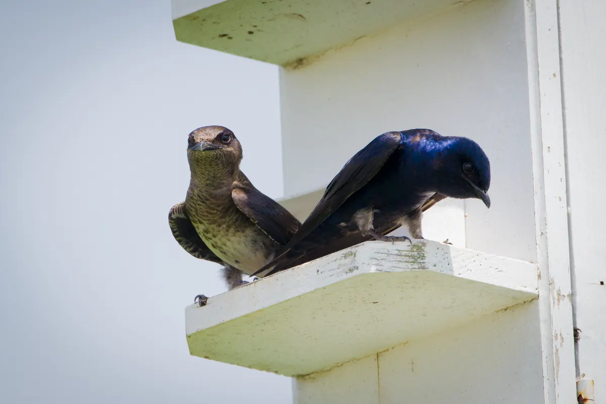 A glossy dark blue male purple martin and a paler, gray-brown female perched together on the ledge of a white wooden martin house
