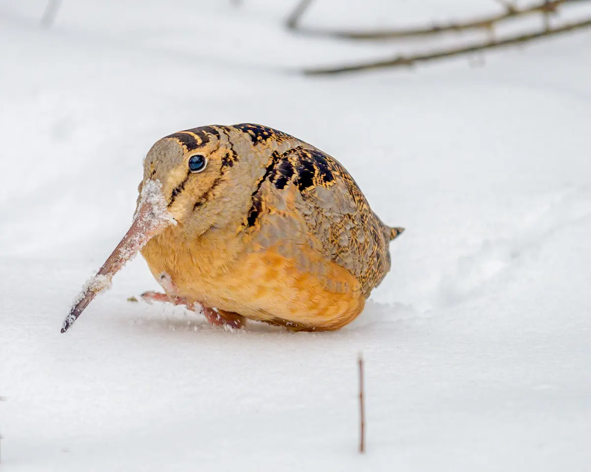 A round, rusty-buff American woodcock with a very long bill and black bars on its head walking across snow