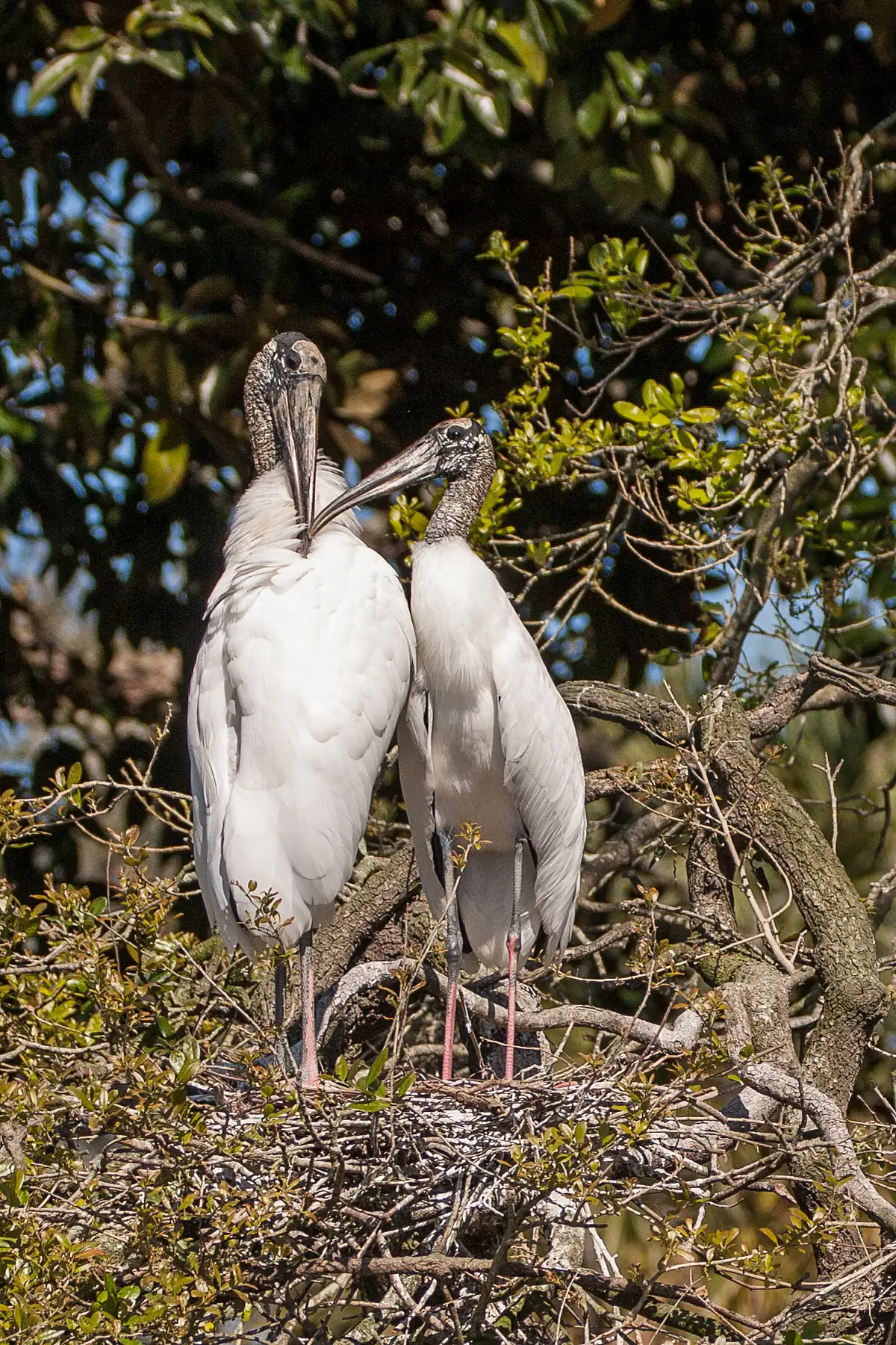 Two white wood storks with dark scaly heads and long downcurved bills standing close together on a stick nest in a leafy tree