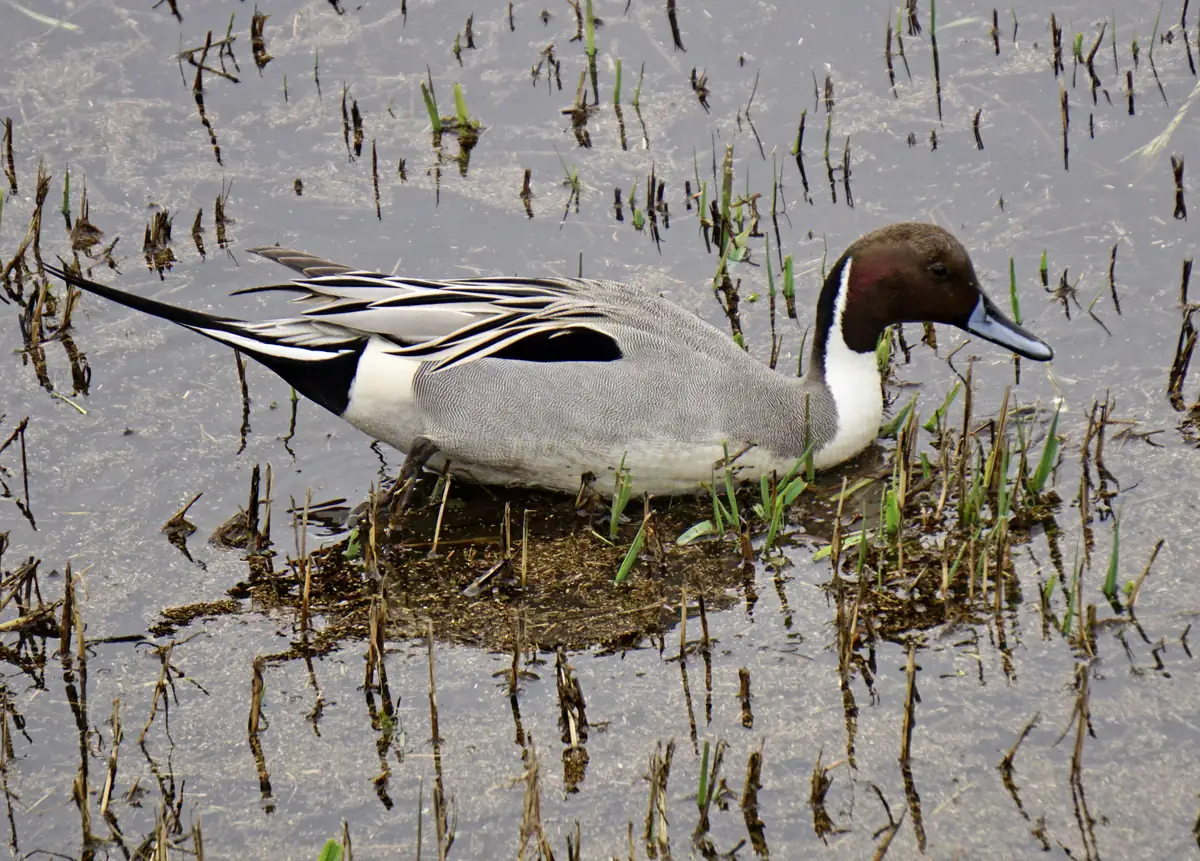 A male northern pintail with a brown head, white neck stripe and long pointed black tail resting on a mudbank among sparse shoots in shallow water