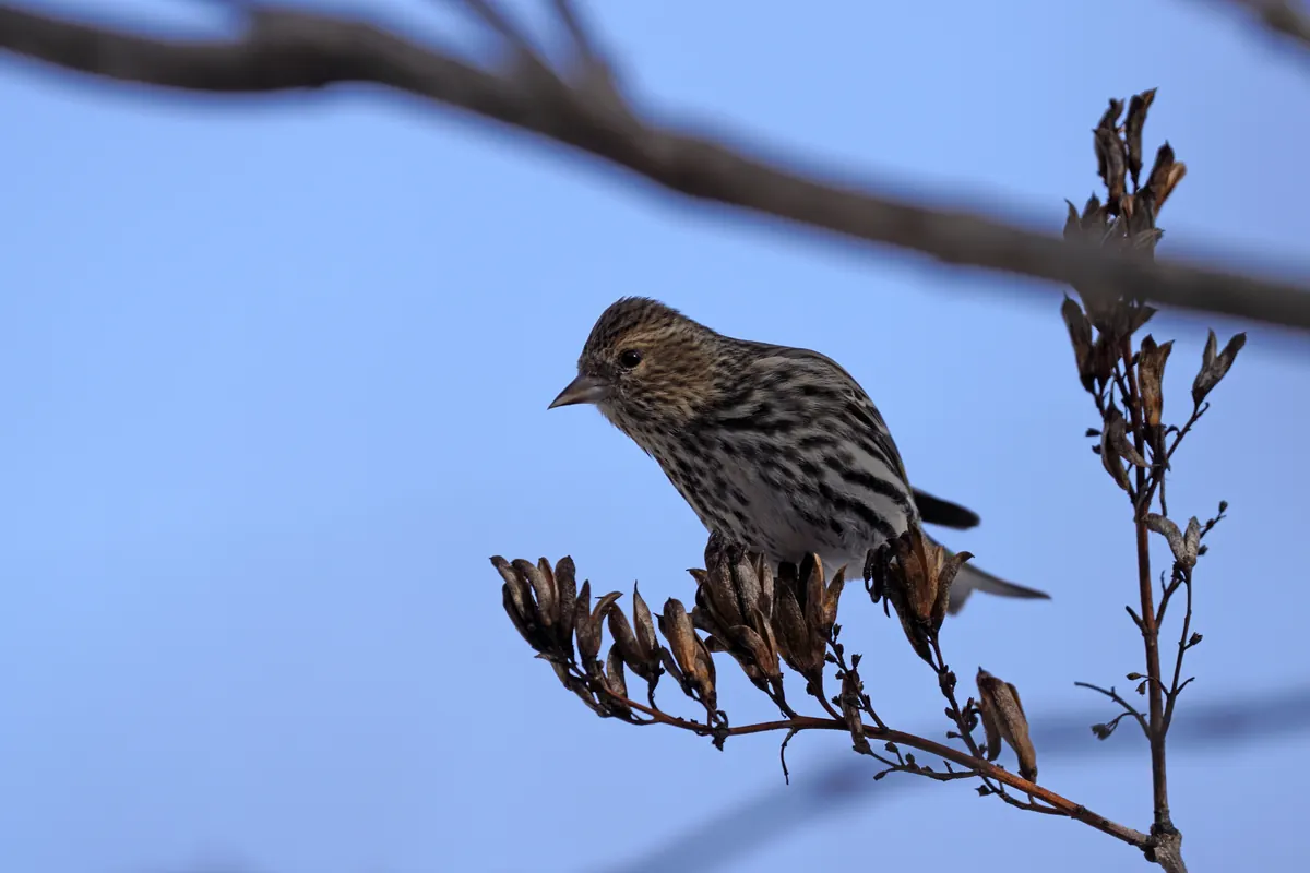 Streaky brown pine siskin perched on dried seed heads against a blue sky