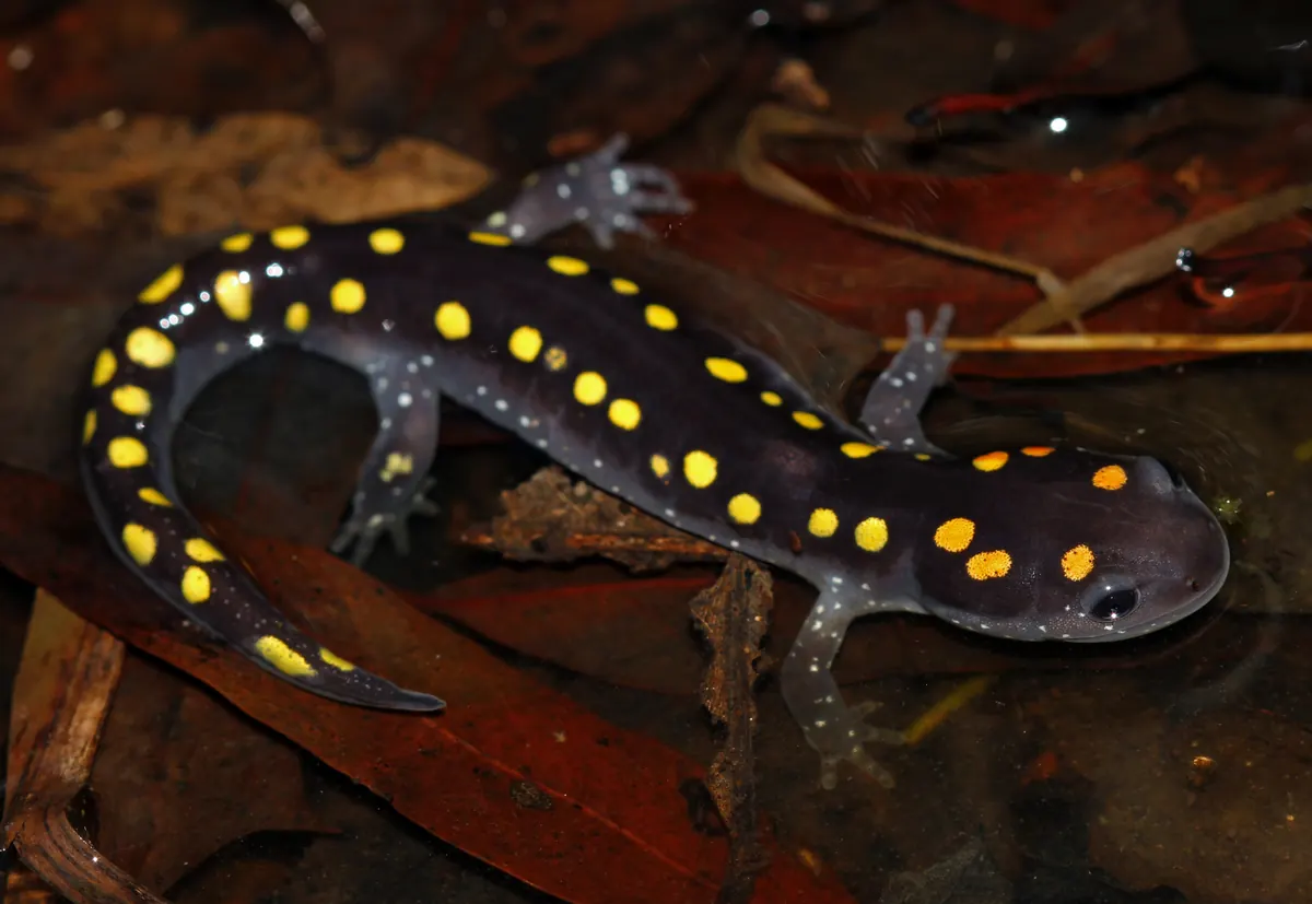 Black spotted salamander with bright yellow spots on wet red leaves
