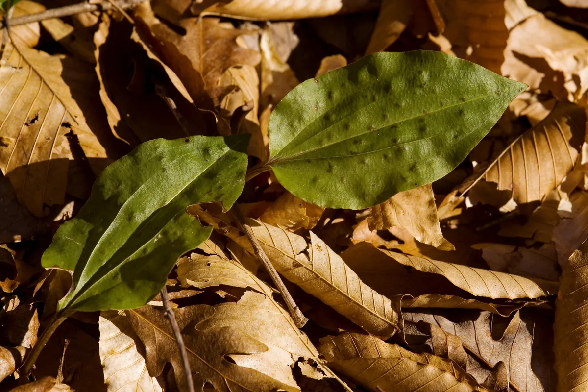 Two single green cranefly orchid leaves with faint dark spots lying among dry tan oak and beech leaves on the forest floor
