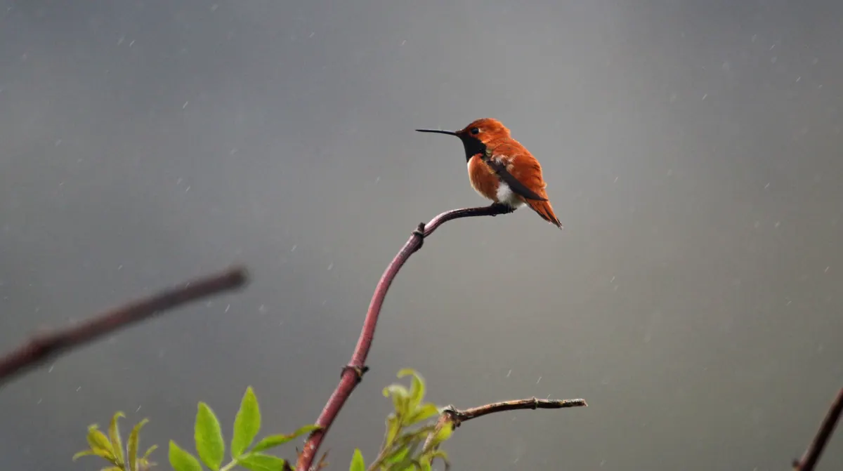 A bright orange-copper male rufous hummingbird perched on a bare reddish twig in falling rain against a gray background