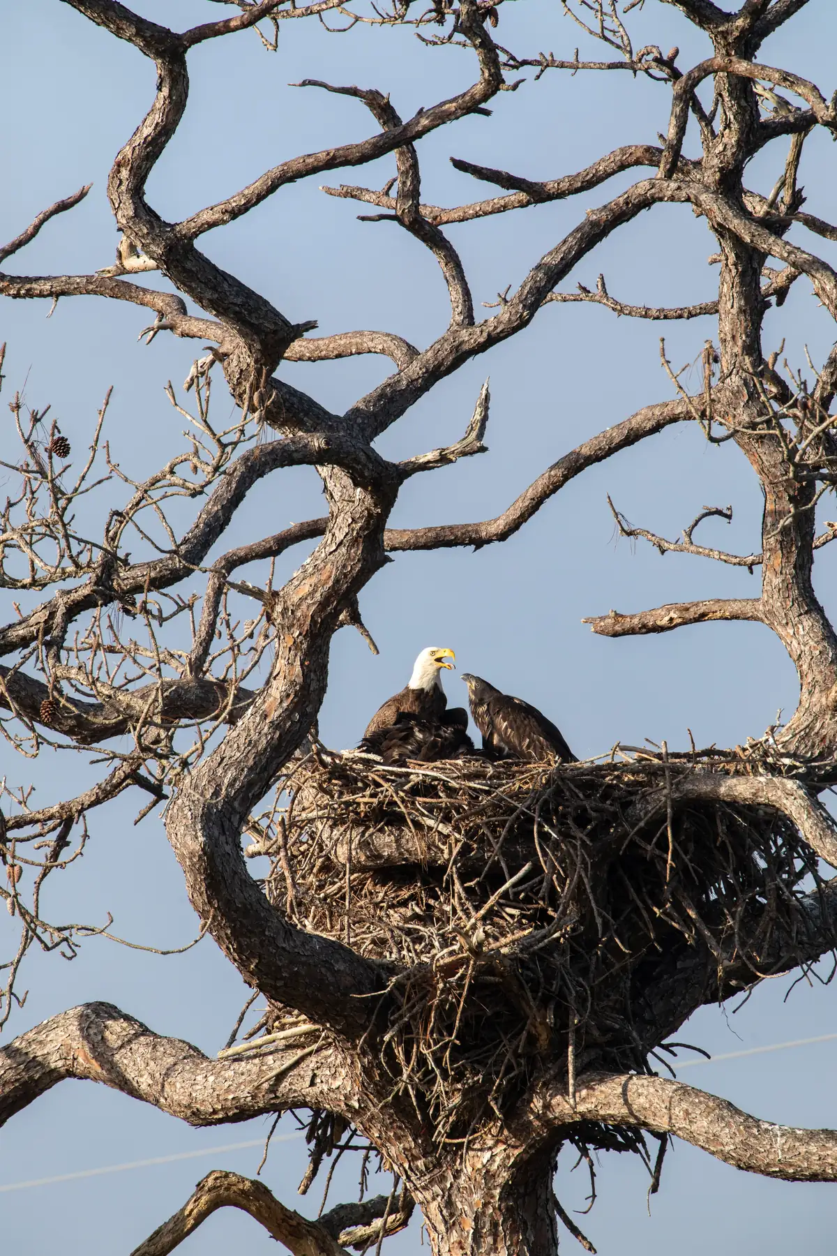 Adult bald eagle standing on a large stick nest beside two dark eaglets in a bare tree