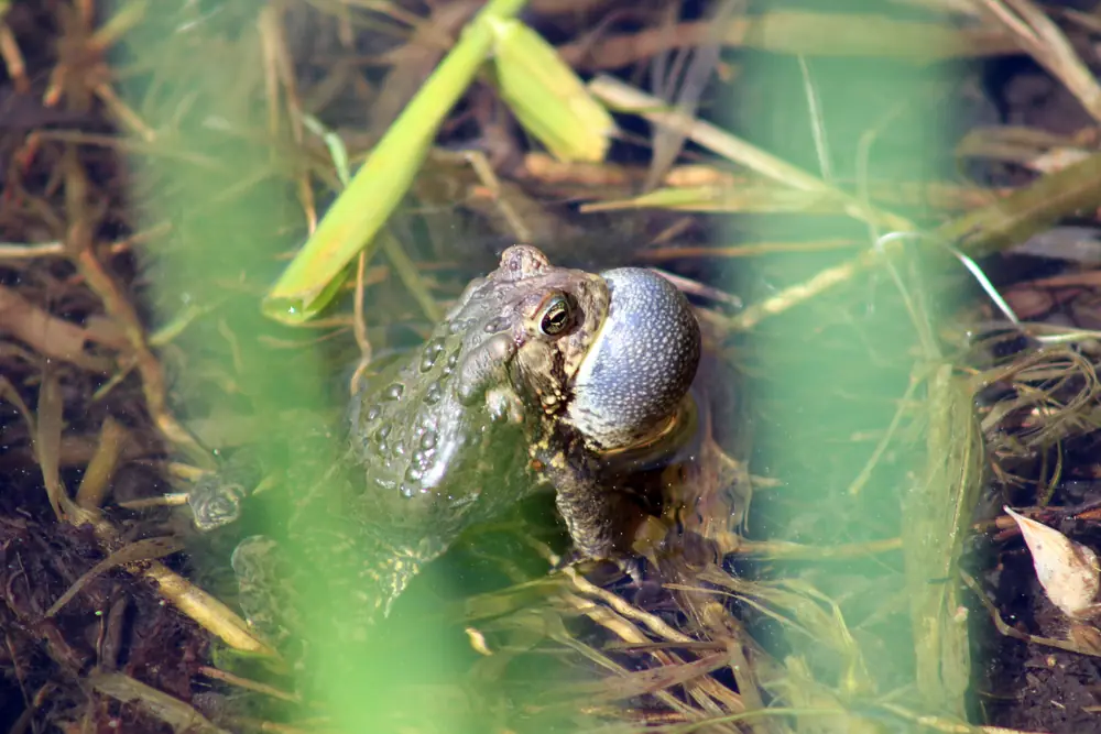 A male American toad with its throat sac inflated, calling at the edge of shallow water among grasses