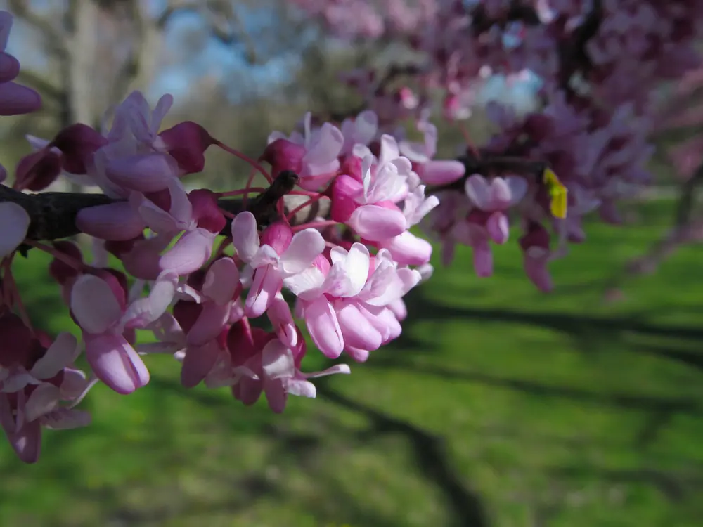 A branch of eastern redbud covered in clusters of small pink and magenta pea-like flowers, with blurred green grass and bare tree trunks behind