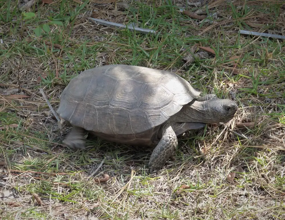 A gopher tortoise with a domed brown shell and elephant-like front legs walking across sandy ground with sparse grass and pine needles
