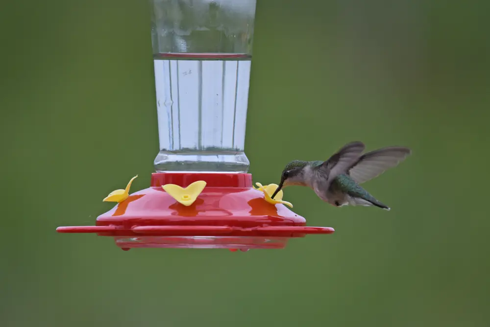 A female ruby-throated hummingbird with green back and whitish underside hovering with wings blurred as she sips from a red and yellow feeder